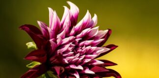 Co to znaczy LZ palców?