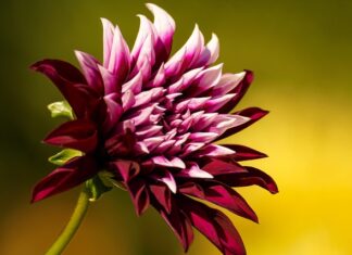 Co to znaczy LZ palców? Co to znaczy LZ palców?