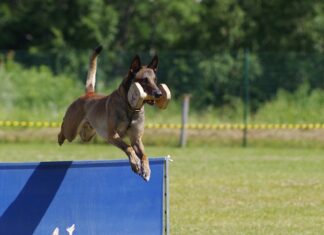 Kto odpowiada za uzyskanie certyfikatu CE?