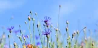 Co to jest Wieloletni plan finansowy Państwa?