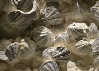 Jak zostać certyfikowanym coachem?