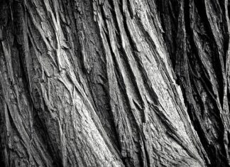 Czy można wpisać do CV pracę na czarno?