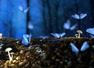 Co to jest struktura budżetu? Co to jest struktura budżetu?