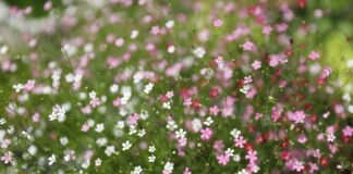 Ile kosztuje certyfikacja ICF?